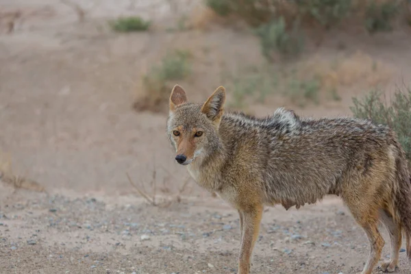 Coyote Closeup Desert — Stock Photo, Image