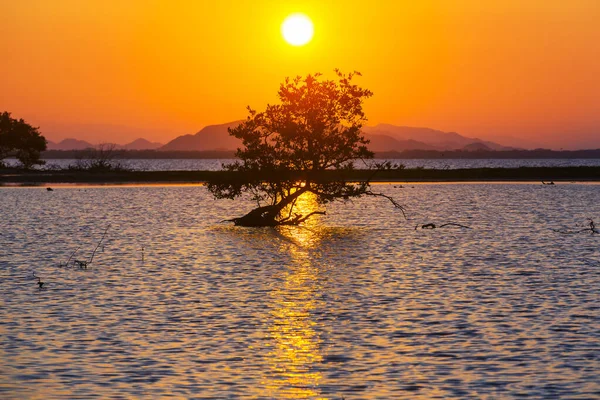 Manguezal Lago Tropical México — Fotografia de Stock