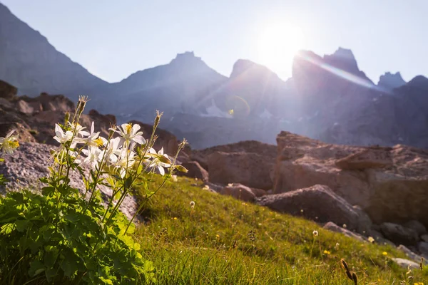 Berg Äng Solig Dag Naturligt Sommarlandskap — Stockfoto