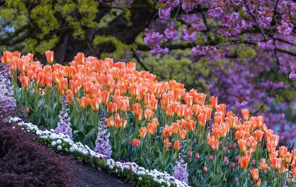 Grupa Kolorowych Tulipanów Wiosennym Ogrodzie Jasne Kolorowe Tło Zdjęcia Tulipanów — Zdjęcie stockowe