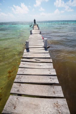Tropikal sahilde sahil yürüyüşü