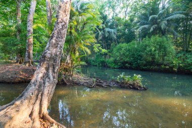 Güzel tropikal manzaralar - ormandaki nehir