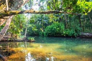 Güzel tropikal manzaralar - ormandaki nehir