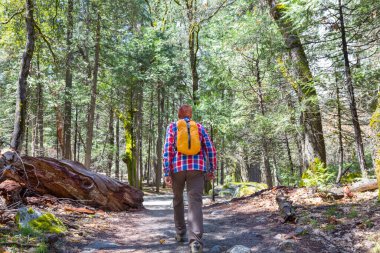 Ormandaki patikada yürüyüş yapan bir adam. Doğa yürüyüşü açık havada.