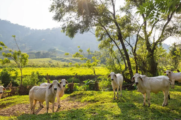 Allevamento Vacche Nel Campo Verde Estivo Agricoltura Pascolo Rurale — Foto Stock