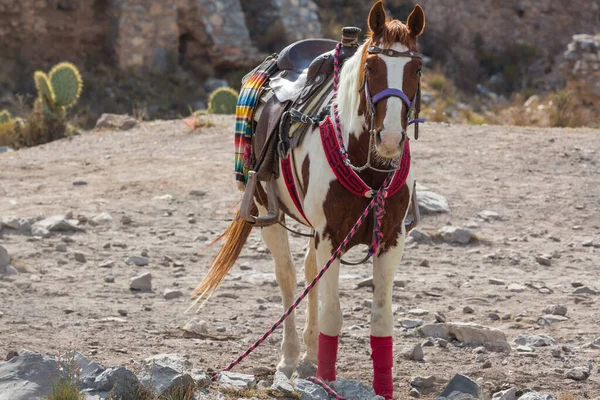Saddled Tour Horses Waiting Customers Real Catorce Mexico — Stock Photo, Image