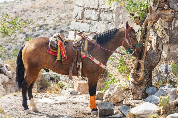 Saddled Tour Horses Waiting Customers Real Catorce Mexico — Stock Photo, Image