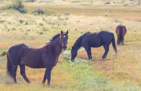 Een Kudde Paarden Een Herfstweide — Stockfoto