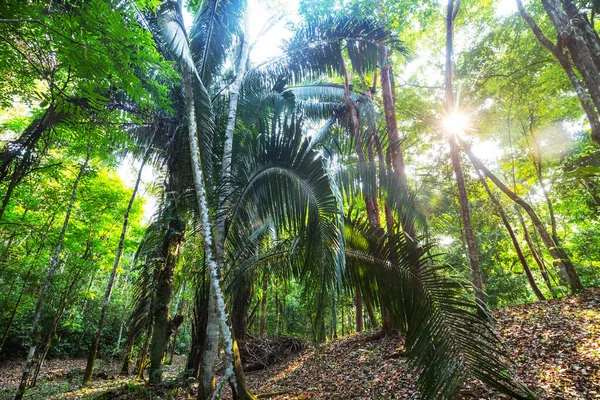 Belle Jungle Tropicale Verte Pour Fond Naturel — Photo