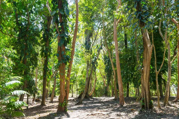 Piękna Zielona Tropikalna Dżungla Dla Naturalnego Tła — Zdjęcie stockowe