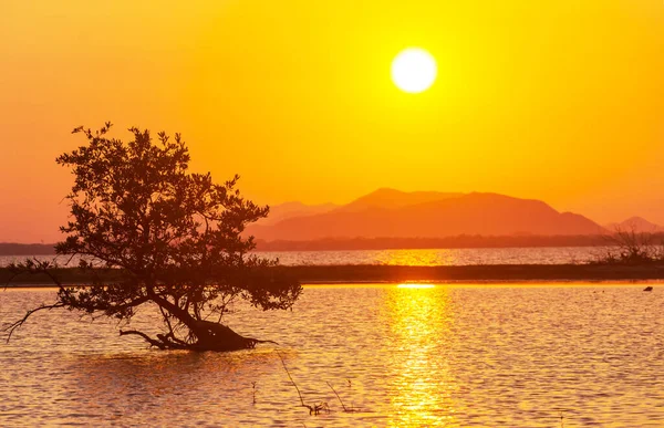 Mangrove Δέντρο Στην Τροπική Λίμνη Στο Μεξικό — Φωτογραφία Αρχείου