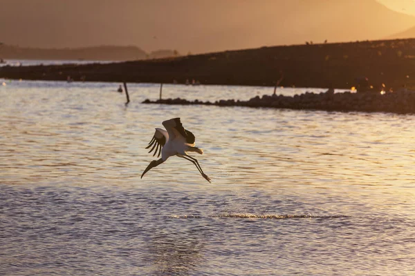 Marabou Flykt Fjällsjö Vid Solnedgången Mexiko — Stockfoto