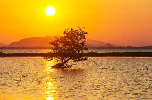 Drzewo Namorzynowe Tropikalnym Jeziorze Meksyku — Zdjęcie stockowe