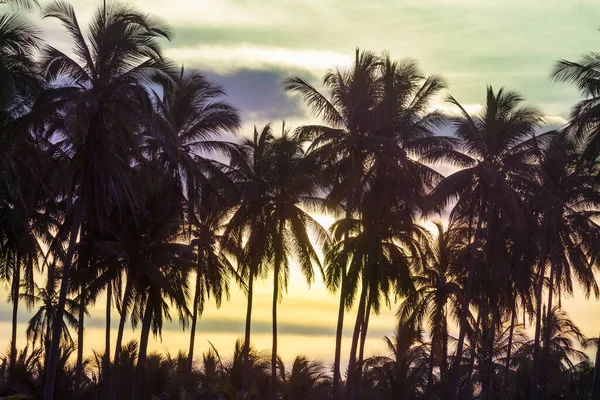 Plantacja Palm Tropikalnej Wyspie — Zdjęcie stockowe