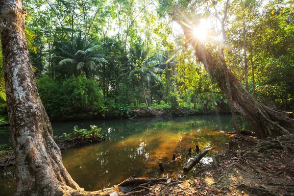 Beautiful Tropical Landscapes River Jungle — Stock Photo, Image