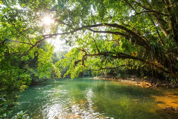 Güzel Tropikal Manzaralar Ormandaki Nehir — Stok fotoğraf