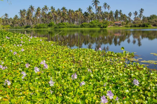 Fleurs Sauvages Sur Lac Tropical Mexique — Photo