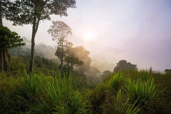 Lindas Paisagens Tropicais Honduras Montanhas Verdes Selva — Fotografia de Stock