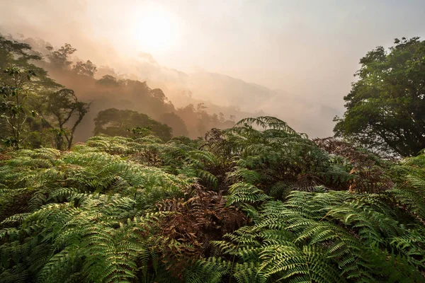 Красивые Тропические Пейзажи Гондураса Зеленые Горы Джунглях — стоковое фото