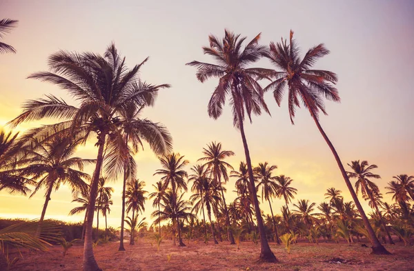 热带岛屿棕榈树种植园 — 图库照片