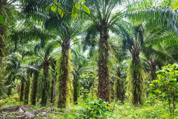 stock image Palm plantation on tropical island