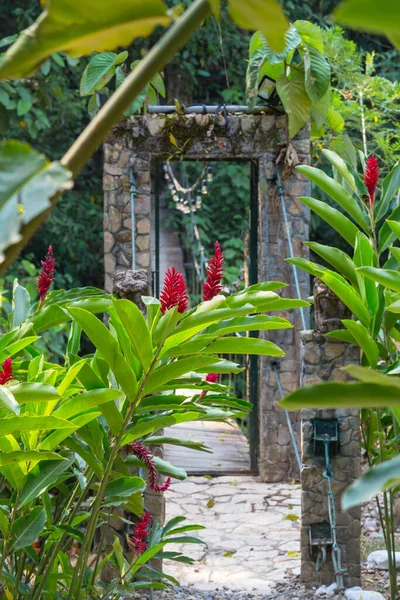 热带花园的异国植物 — 图库照片