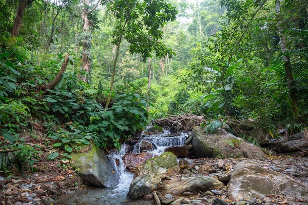緑のジャングルの熱帯川 — ストック写真