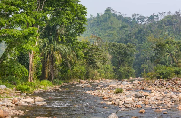 Río Tropical Selva Verde — Foto de Stock