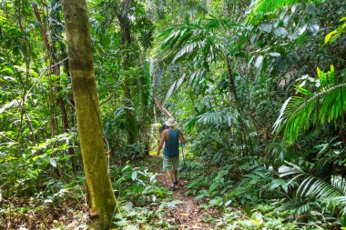 Belize 'de ormanda yürüyüş.