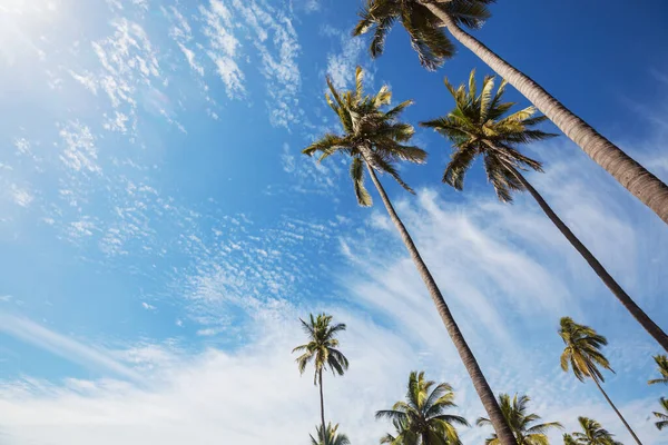 Plantacja Palm Tropikalnej Wyspie — Zdjęcie stockowe