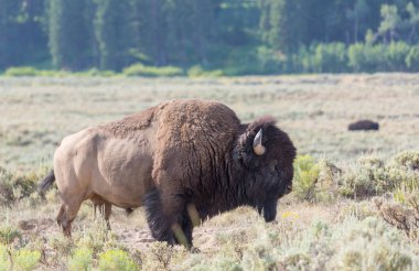 Yellowstone Ulusal Parkı 'ndaki Wild Buffalo, ABD