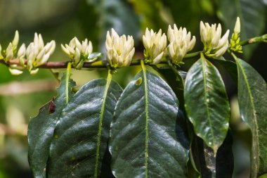 Kahve ağacı beyaz renkli çiçeklerle çiçek açar. Honduras 'taki kahve çiftliği..