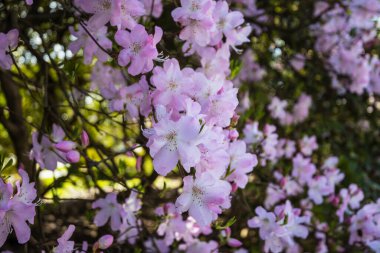 Bahar bahçesinde çiçek açan ağaç. Güzel bahar doğal arka plan.