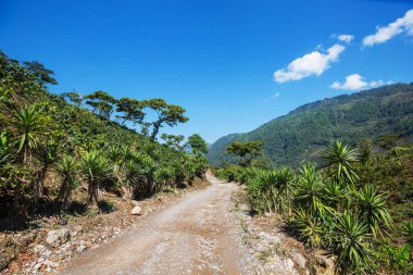 Honduras 'ın dağlık kesimlerindeki kahve tarlaları
