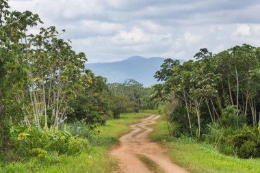 Belize 'deki kirli kırsal yol.