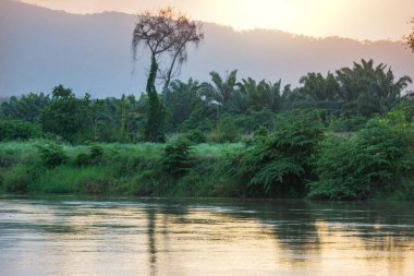 Yeşil ormandaki tropikal nehir