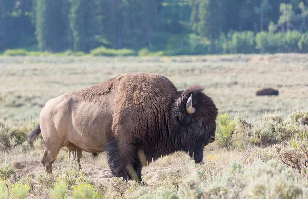 Buffalo Salvaje Parque Nacional Yellowstone Estados Unidos — Foto de Stock