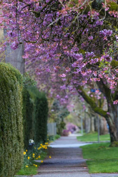 Cherry Blossoming Alley Spring Season — Stock Photo, Image