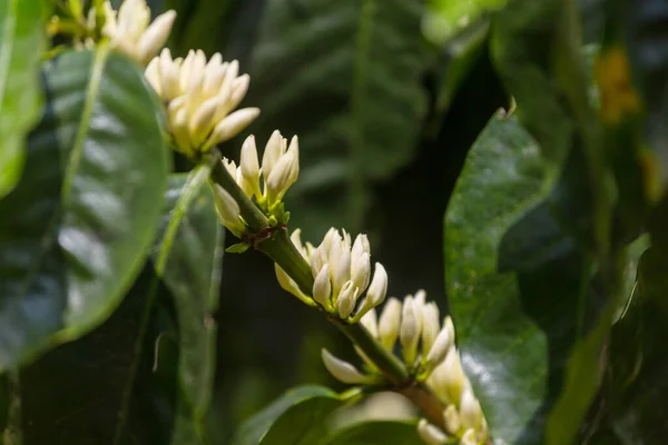 커피나무는 온두라스의 — 스톡 사진