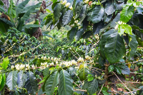 Kahve Ağacı Beyaz Renkli Çiçeklerle Çiçek Açar Honduras Taki Kahve — Stok fotoğraf