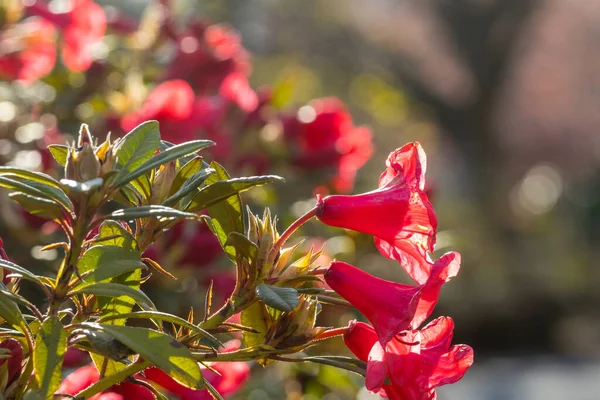 정원에 꽃피는 아름다운 자연적 — 스톡 사진