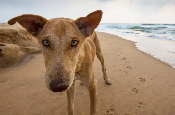 Dog Running Sunset Beach — Stock Photo, Image