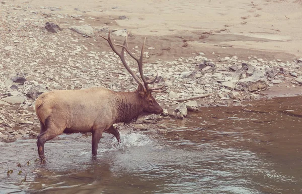 Mountain Bull Elk Colorado Usa — Fotografia de Stock