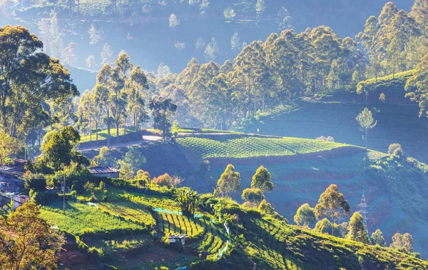 Cultivated Hillside Vegetable Plantations Sri Lanka Beautiful Rural Landscapes — Stockfoto