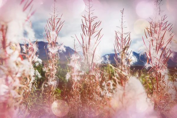 Prachtige Zomerweide Bergen Alaska Verenigde Staten — Stockfoto