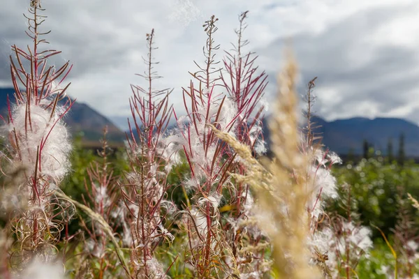 美国阿拉斯加州山区美丽的夏季草甸 — 图库照片