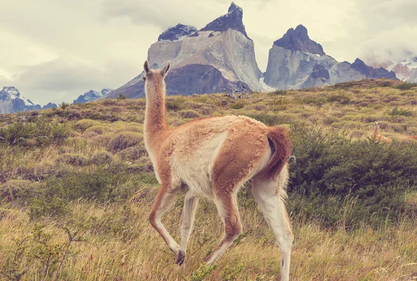 Wild Guanaco Lama Guanicoe Patagonia Prairie Chile South America — Stock Photo, Image