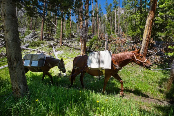 Hästar Fjällleden — Stockfoto