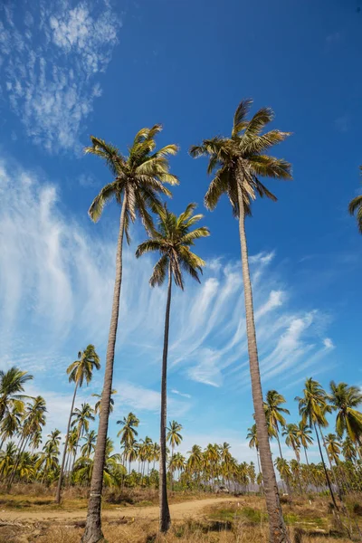 Palmplantage Tropisch Eiland — Stockfoto