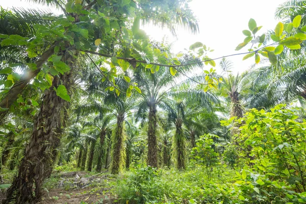 Tropikal Adada Palmiye Fidanı — Stok fotoğraf